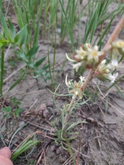 Ipomopsis spicata spicata