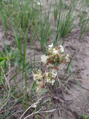 Ipomopsis spicata spicata