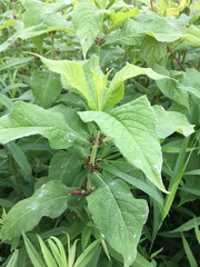 Triosteum perfoliatum