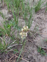Ipomopsis spicata spicata