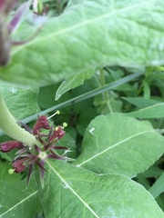 Triosteum perfoliatum
