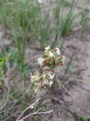 Ipomopsis spicata spicata