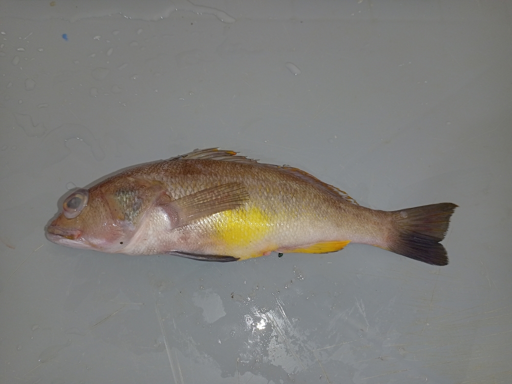 Sand-perch (Diplectrum conceptione) — Serranidae