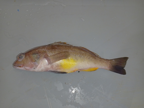 Sand-perch (Diplectrum conceptione) — Serranidae