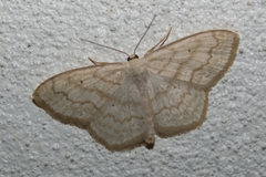 Scopula inductata