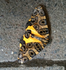 Pantherodes pardalaria