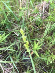 Carex stipata