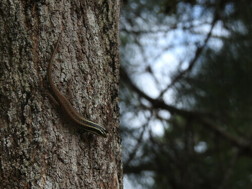 Borneo Skink, Dasia vittata