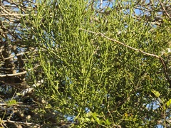 Rhipsalis baccifera