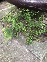 Ulmus minor