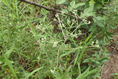Eupatorium semiserratum
