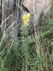 Linaria vulgaris