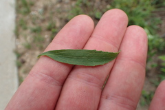 Eupatorium semiserratum
