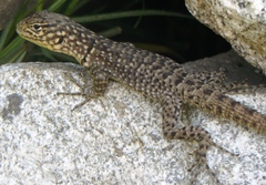 Stenocercus crassicaudatus