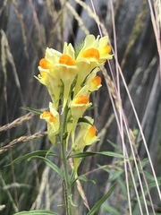 Linaria vulgaris