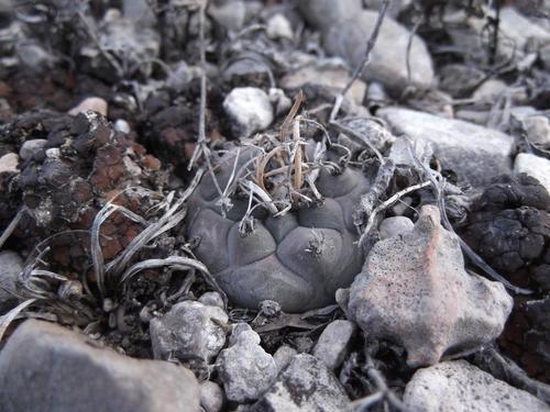 Turbinicarpus schmiedickeanus ssp. schwarzii