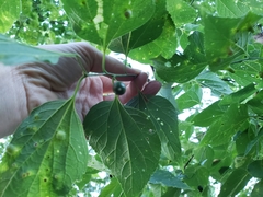 Celtis occidentalis