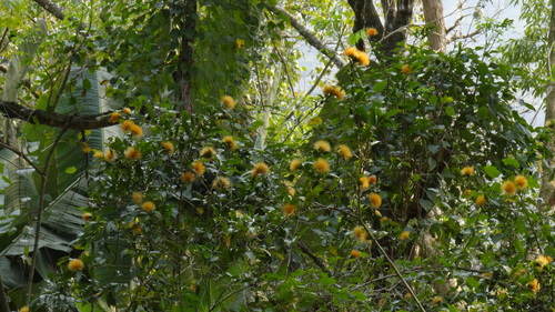 Stifftia chrysantha