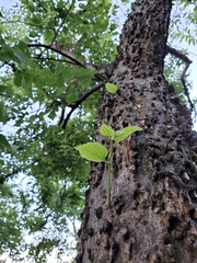 Celtis occidentalis