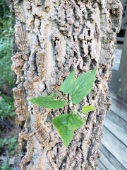 Celtis occidentalis