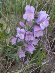 Penstemon eriantherus