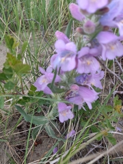 Penstemon eriantherus