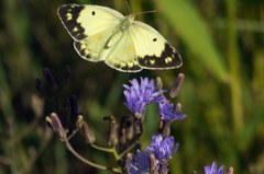 Colias erate