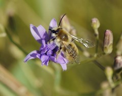 Dasypoda