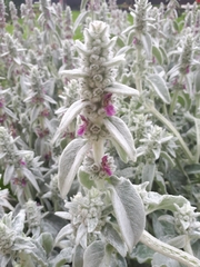 Stachys byzantina