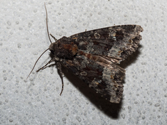 Apamea amputatrix