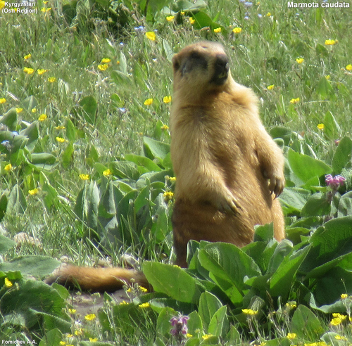 Long-tailed Marmot