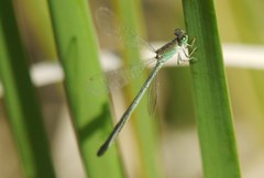 Ischnura pumilio