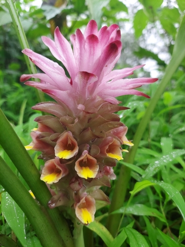 Hidden Lily (Curcuma inodora)