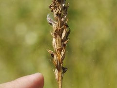 Anacamptis coriophora fragrans