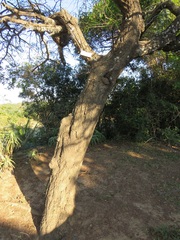 Vachellia robusta