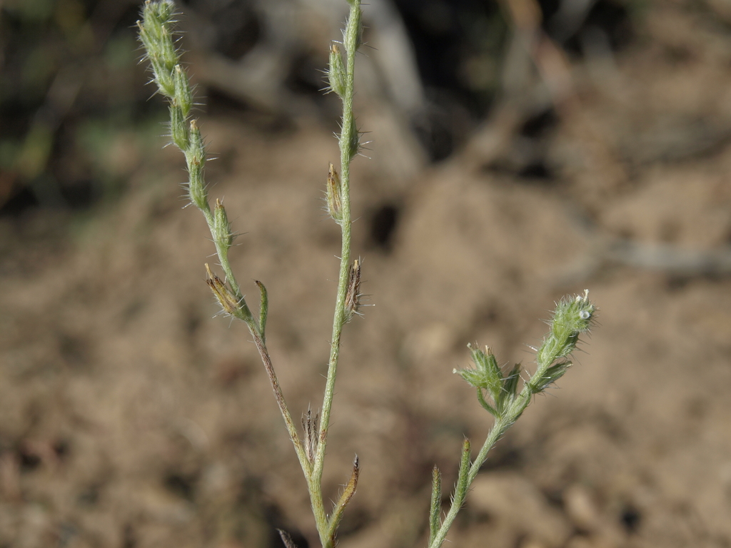 gray cryptantha