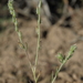 Cryptantha scoparia - Photo (c) Jim Morefield,  זכויות יוצרים חלקיות (CC BY), הועלה על ידי Jim Morefield
