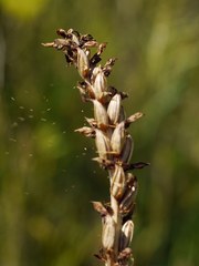 Anacamptis coriophora fragrans