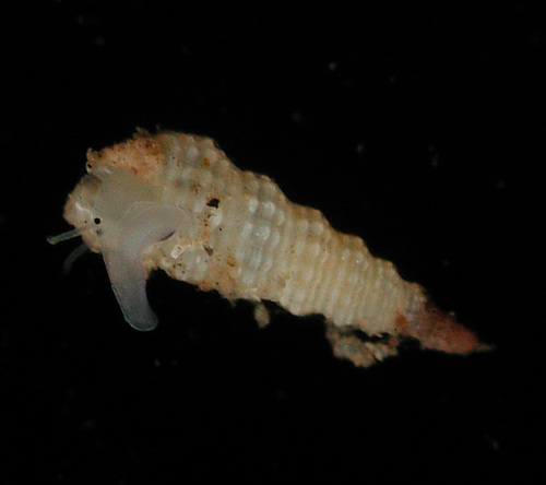 Metaxia, 2006-11-18