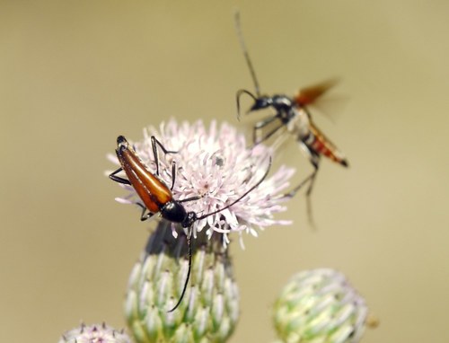 Dvijuostis Grakštenis nuotrauka