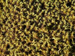 Crossidium spiralifolium