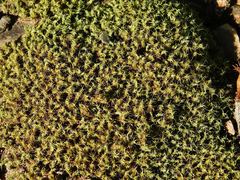 Crossidium spiralifolium