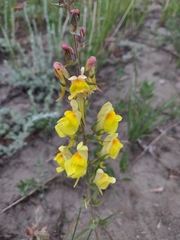 Linaria dalmatica dalmatica