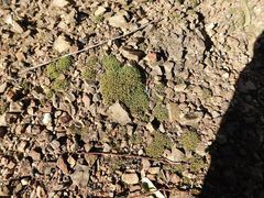 Crossidium spiralifolium