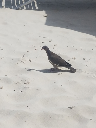 Bare-eyed Pigeon (Patagioenas corensis), photo 10