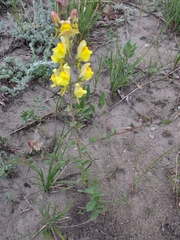 Linaria dalmatica dalmatica