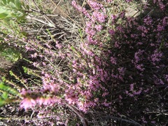 Erica nudiflora