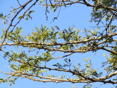 Vachellia robusta