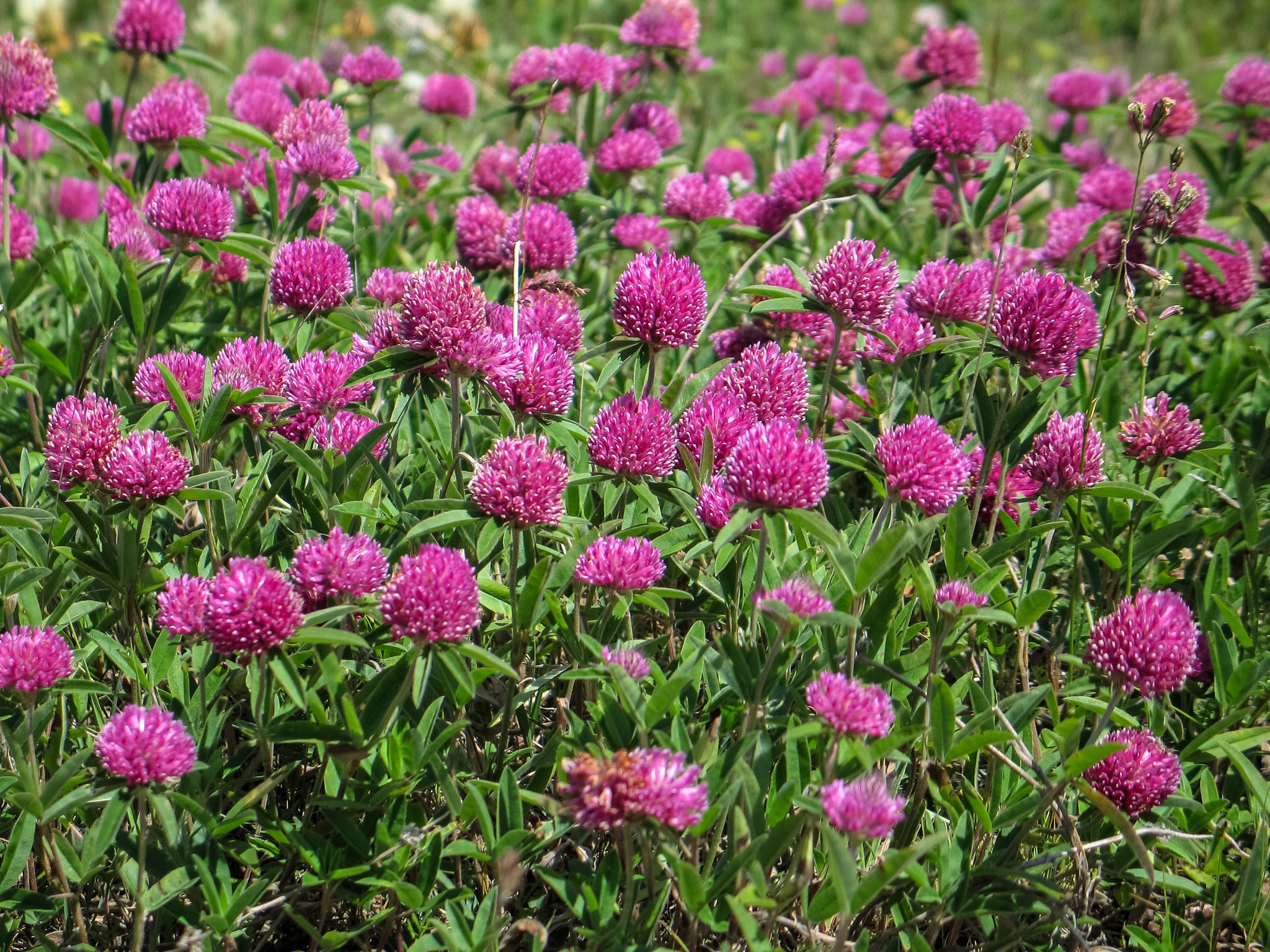 Trifolium alpestre