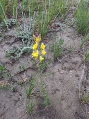 Linaria dalmatica dalmatica